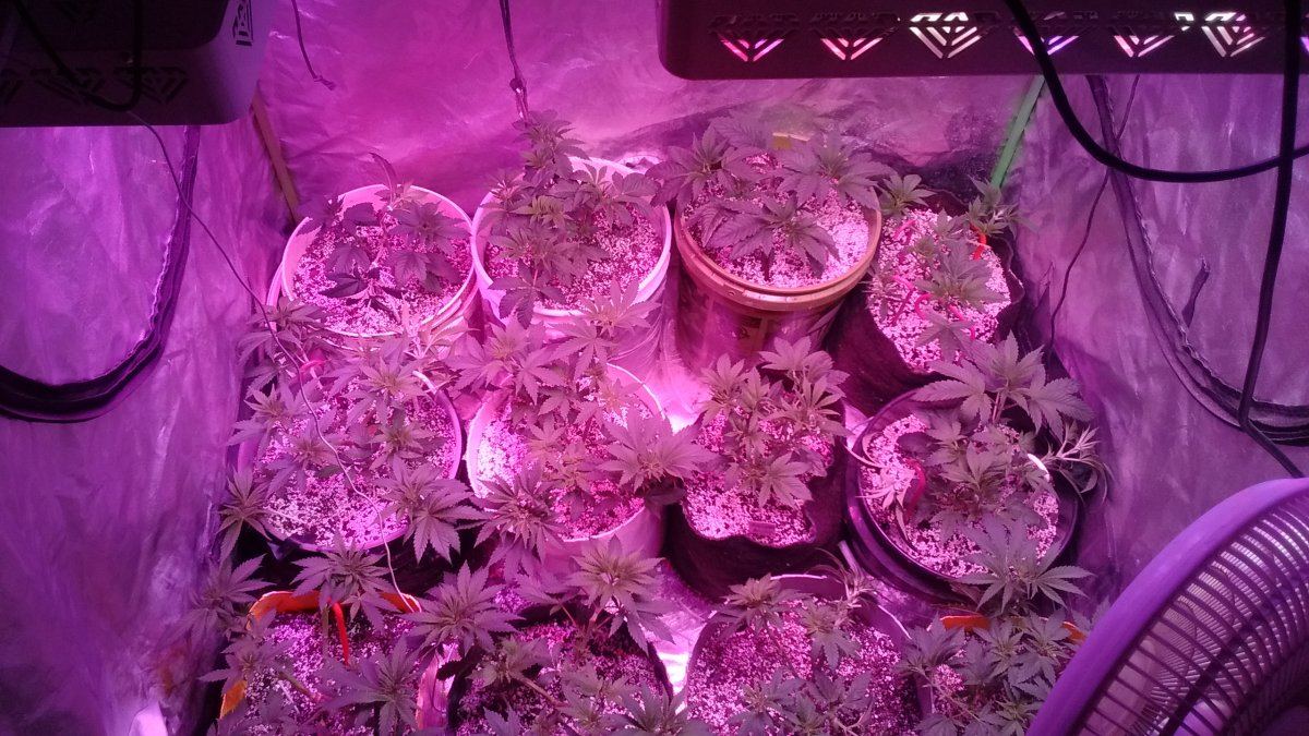 12 plants in a 4x4 when should i flower theses girls 2