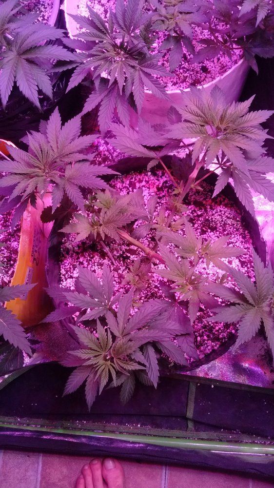 12 plants in a 4x4 when should i flower theses girls 3