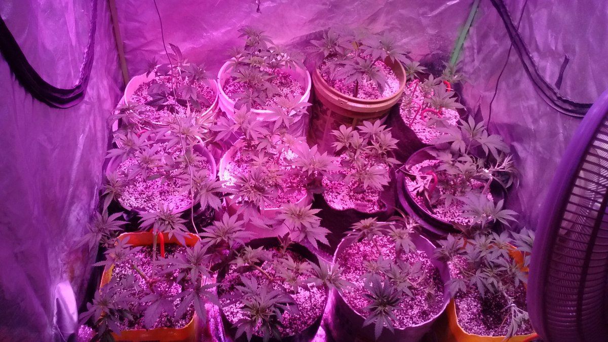 12 plants in a 4x4 when should i flower theses girls