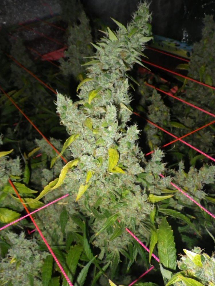12 weeks flowerJack Herer 002