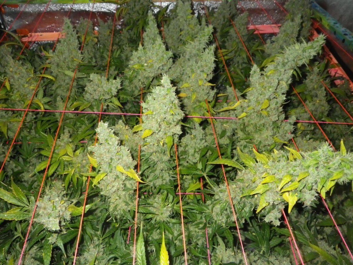 12 weeks flowerJack Herer 003