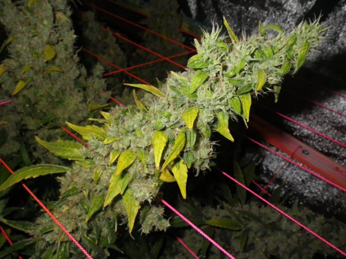 12 weeks flowerJack Herer 004