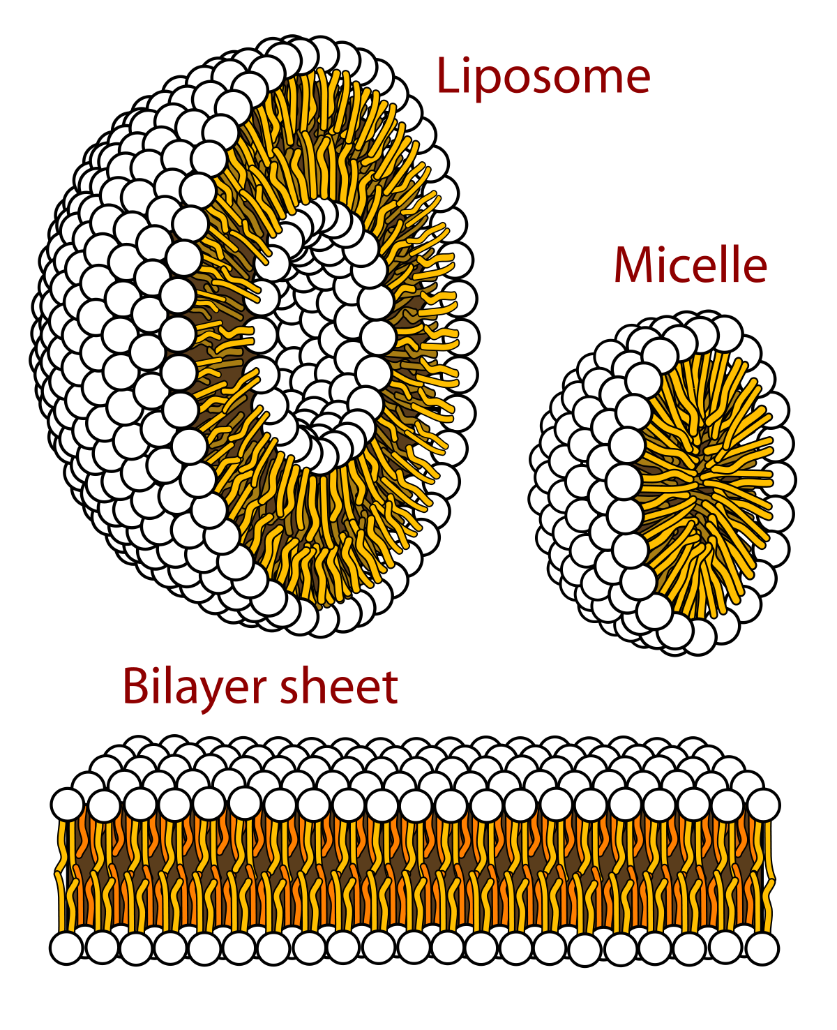 1200px Phospholipids aqueous solution structures
