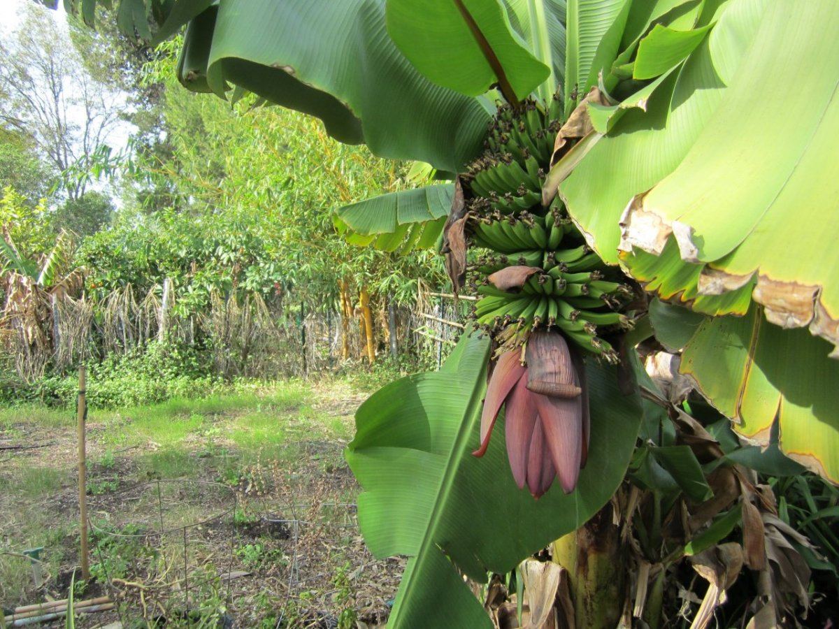 1224NewYearBanana