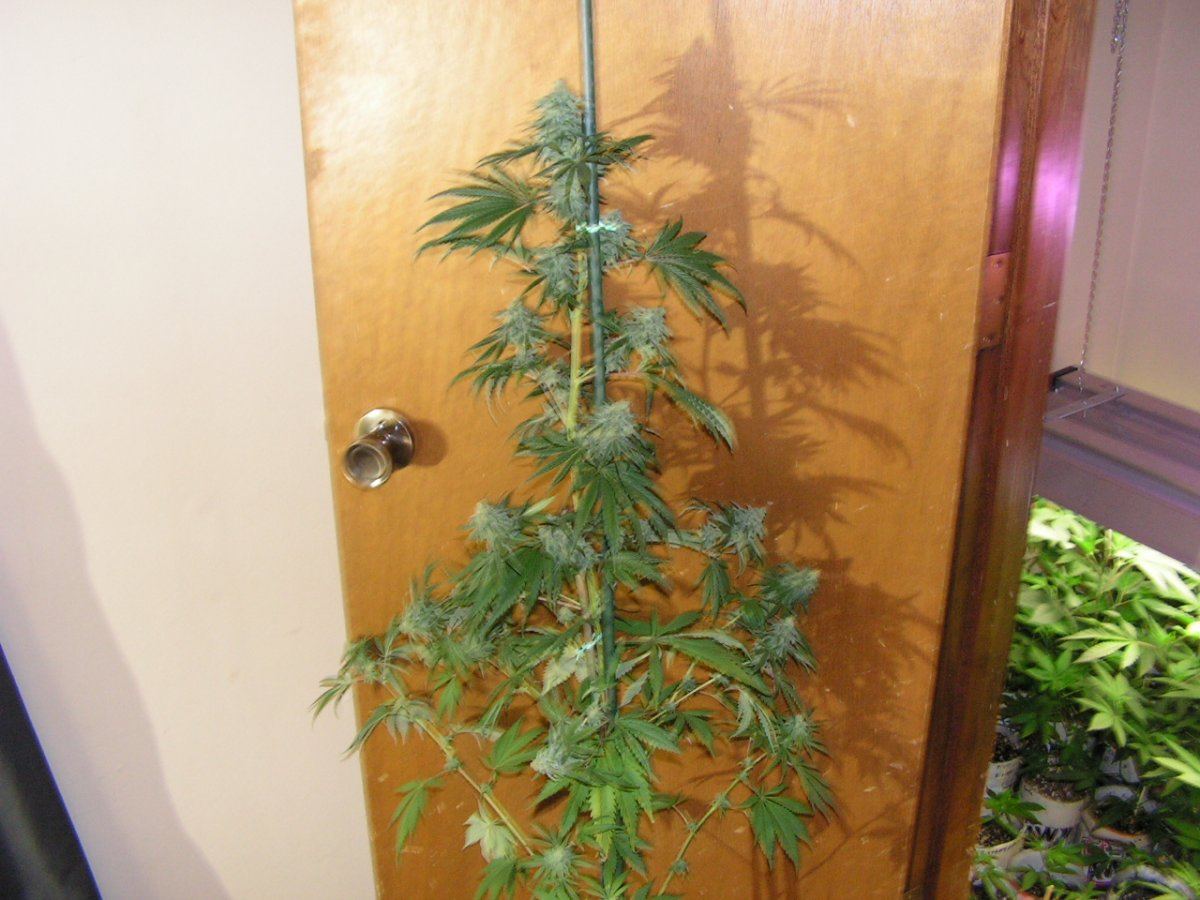124  wreck