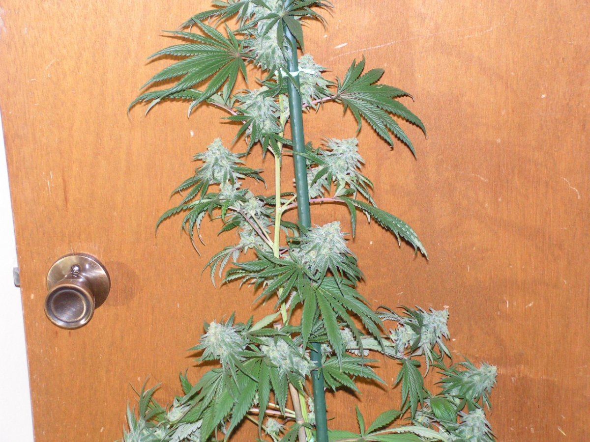 125  wreck