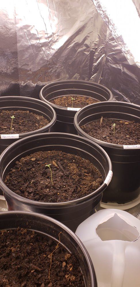 12 27 Sprouted 