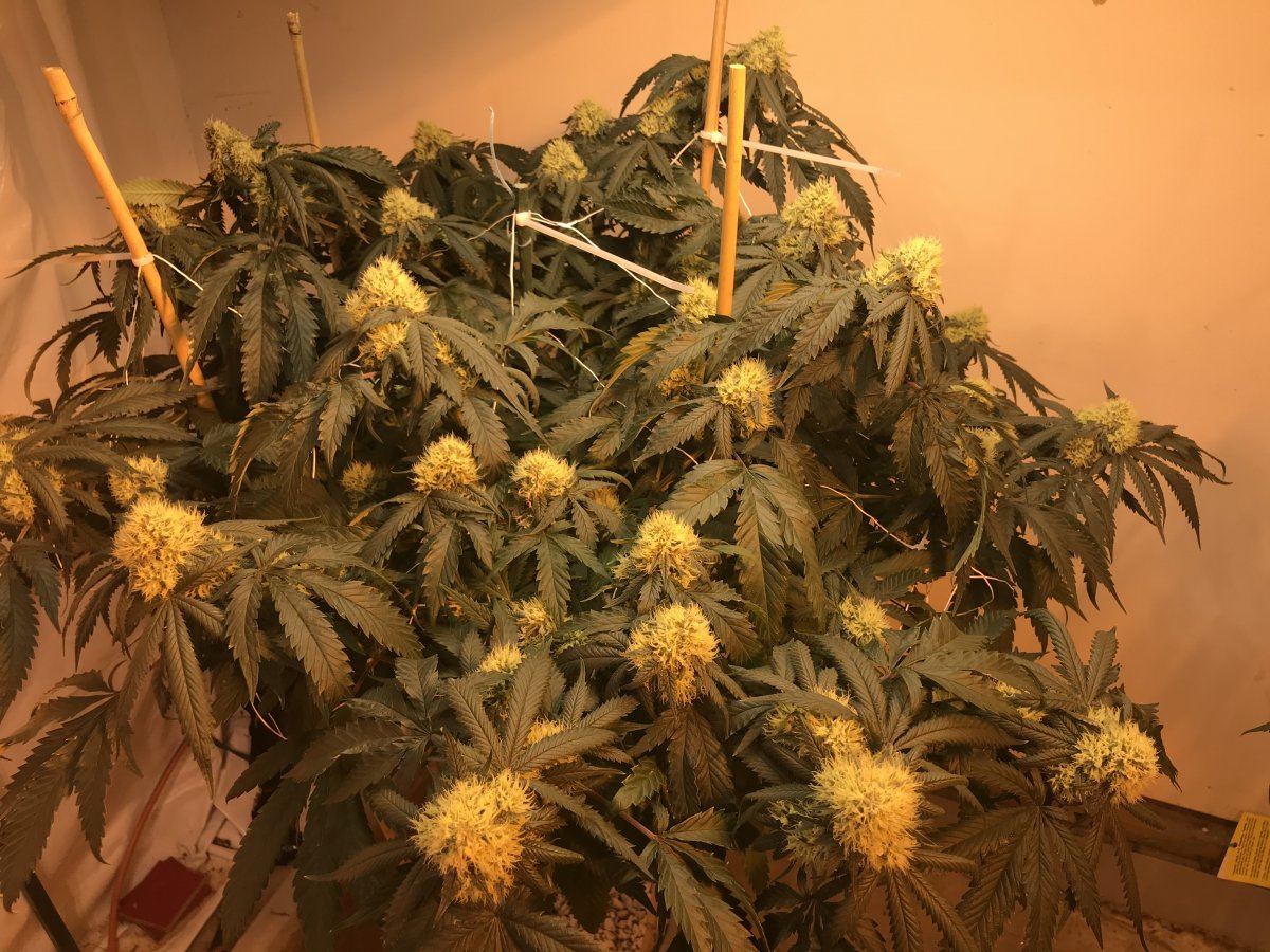 12B172AF F545 40E3 982D 63FD7AA4723A