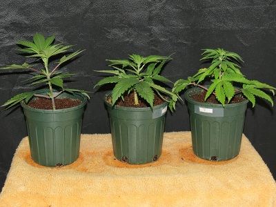 13 Female Plant 9