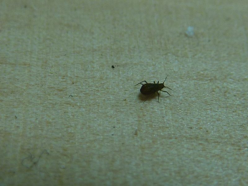 130602 Bug