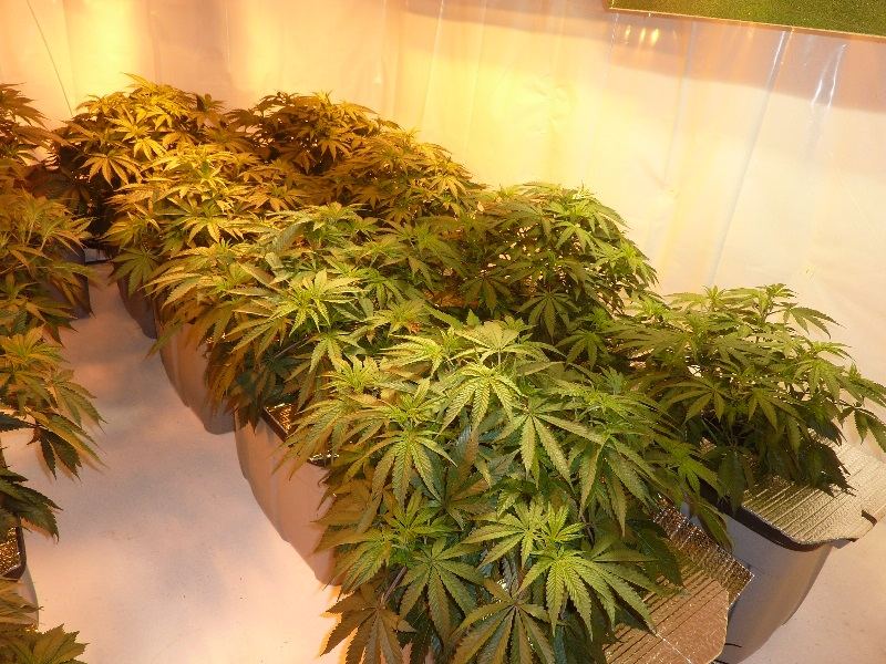 130611 the plants