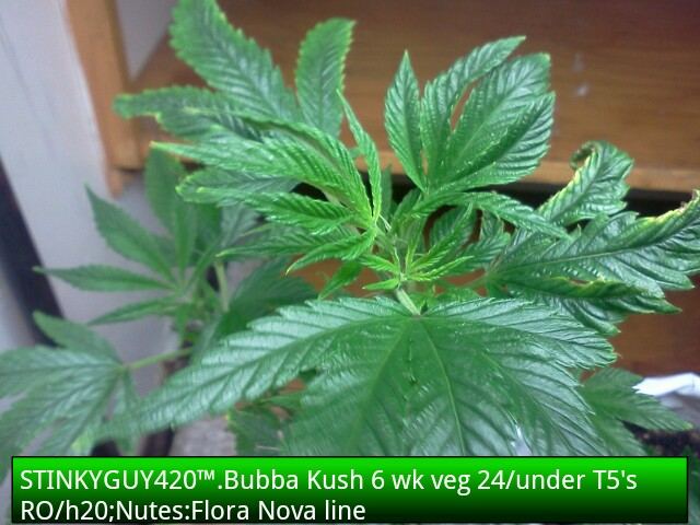1335308434 picsay