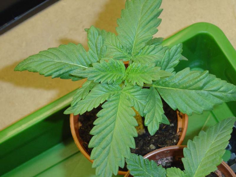 13501ptk seedling