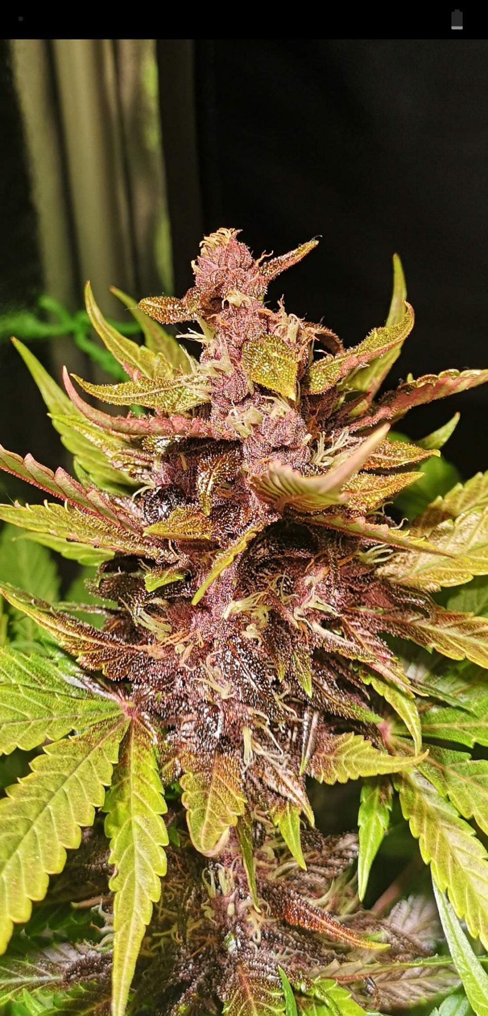1395853 new setup 4 new autoflowers