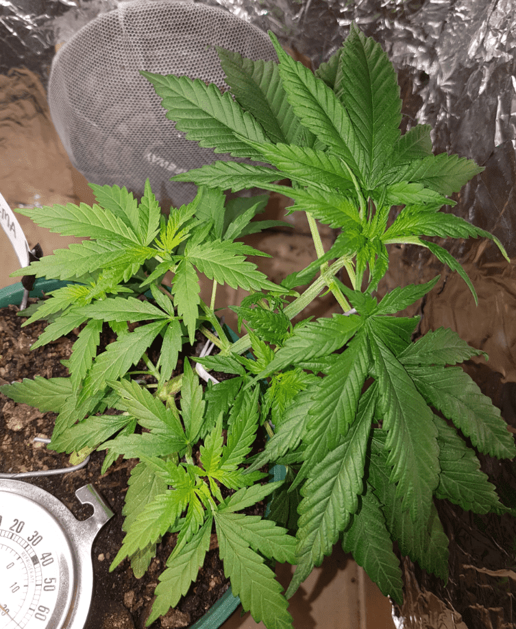 13May LST Lizma after