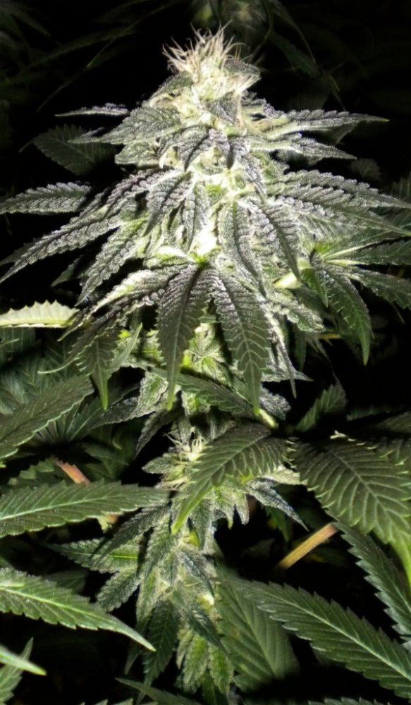 13OG2