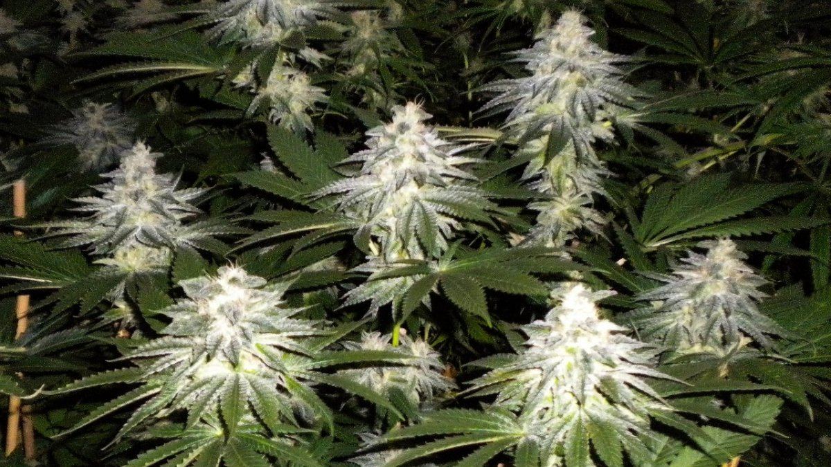 13OG225