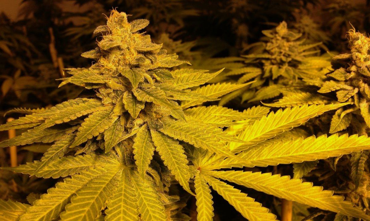 13OG39