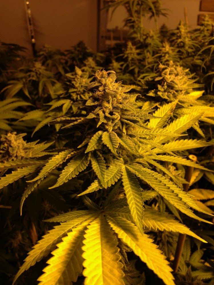 13OG49
