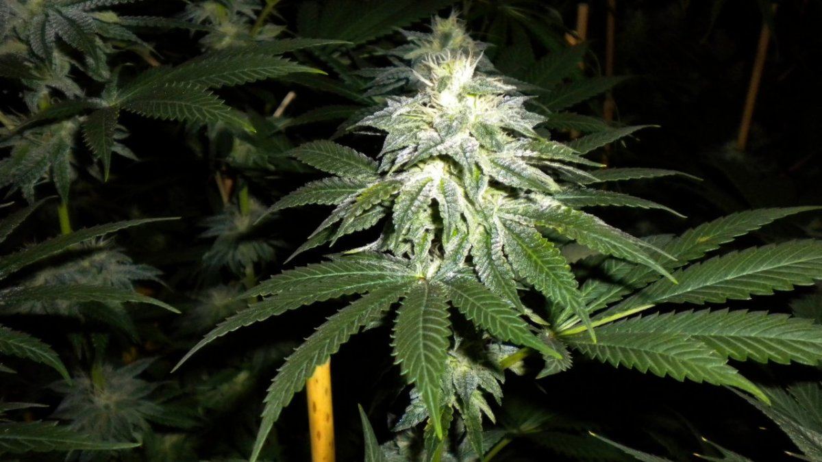 13OG5