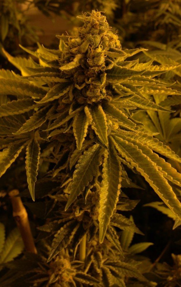 13OG59