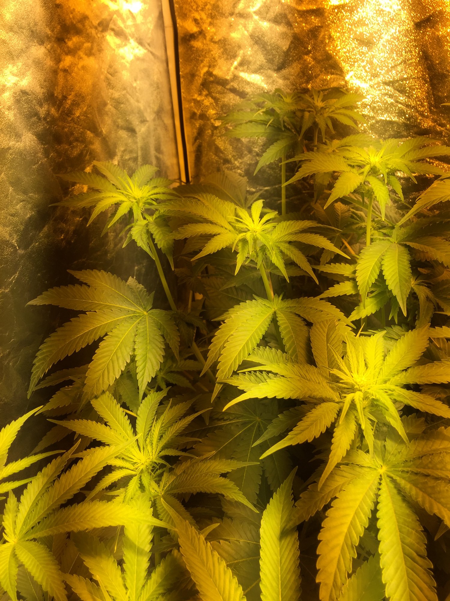 13th day of flowering normal stretch 3