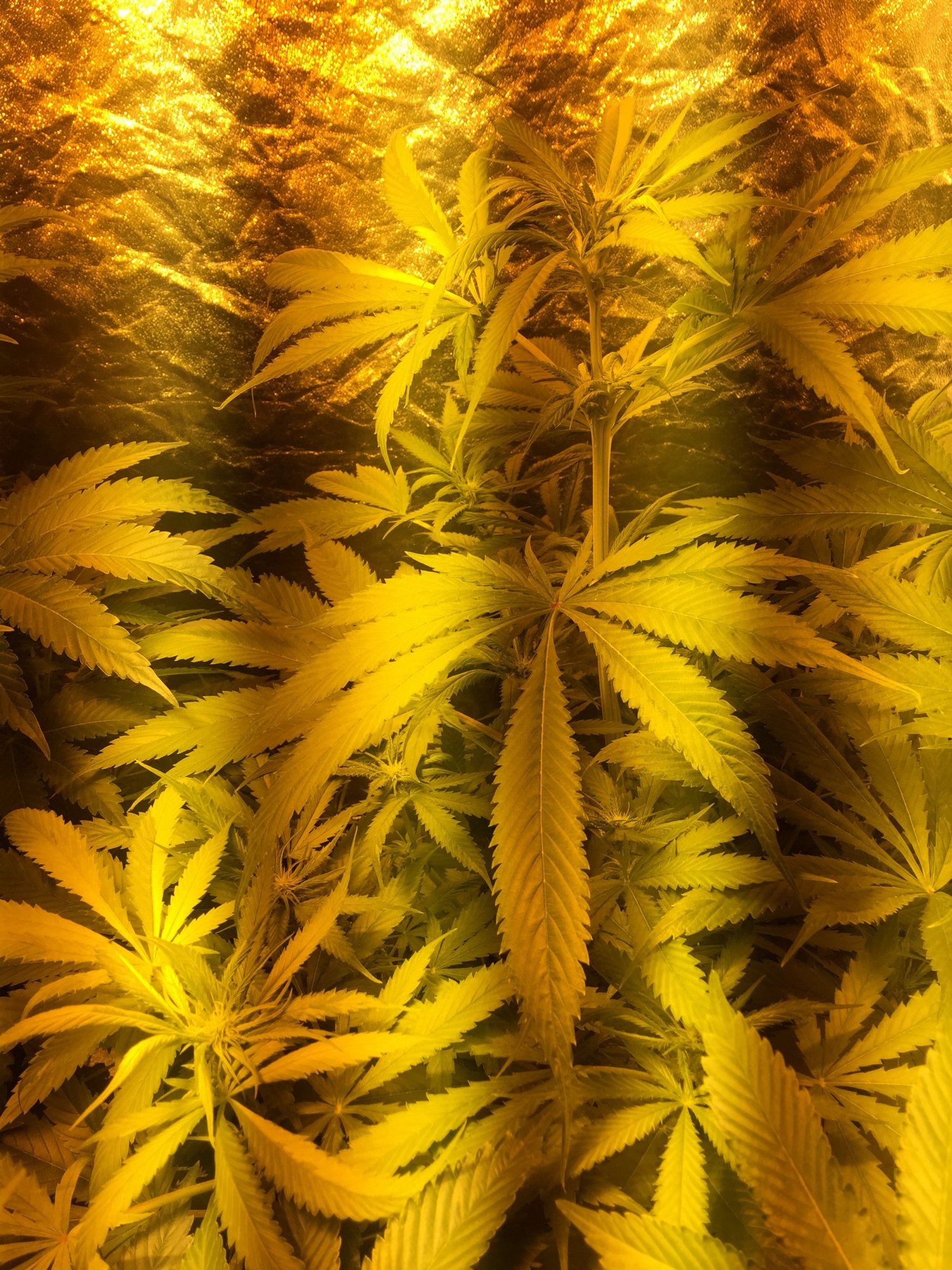 13th day of flowering normal stretch 4