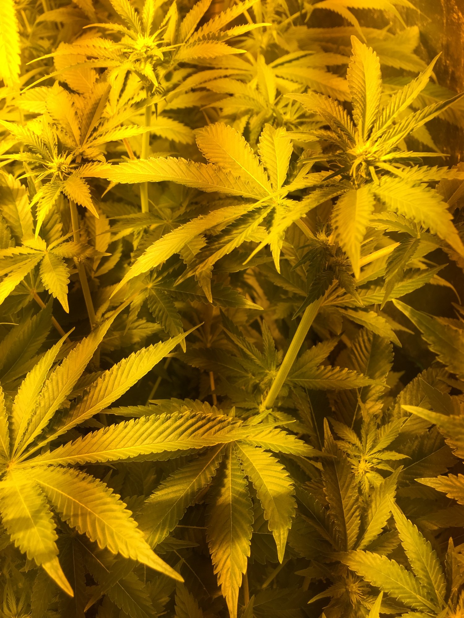 13th day of flowering normal stretch 5