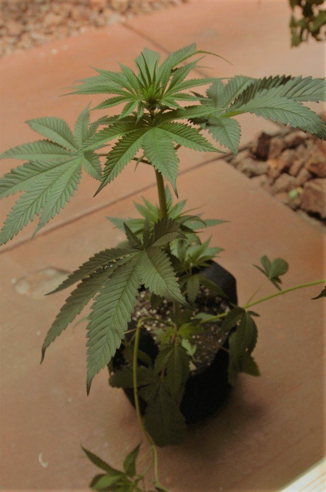 14 days front