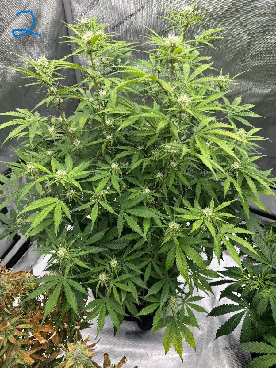 14 plants and the same flowering death look every time no matter what   help please 2