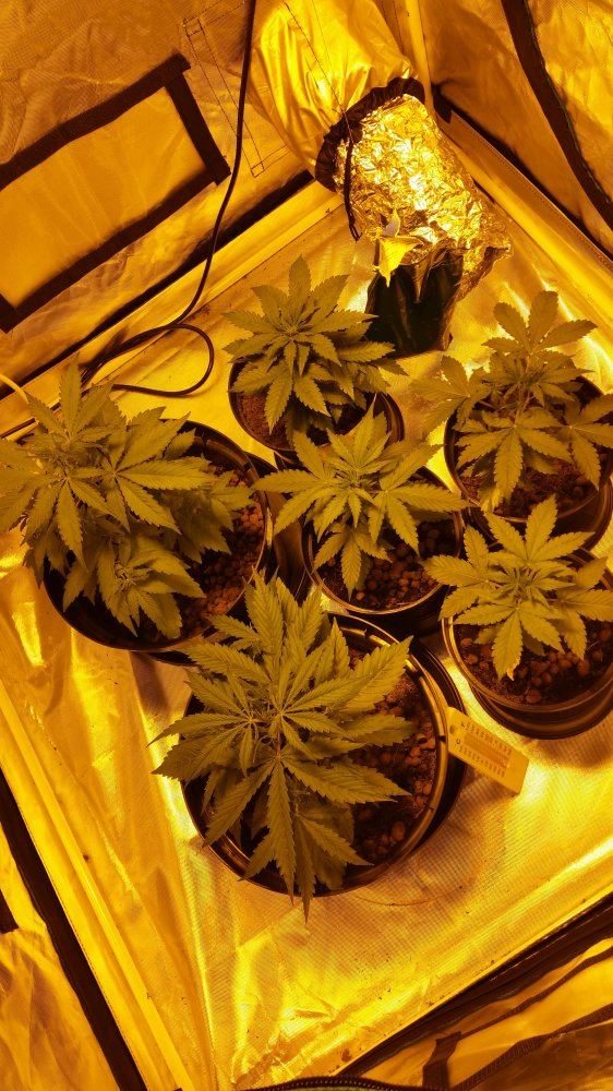 1436201738200473649921