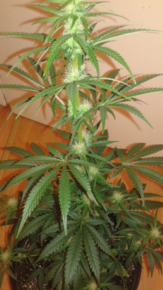 1437060563466328260770