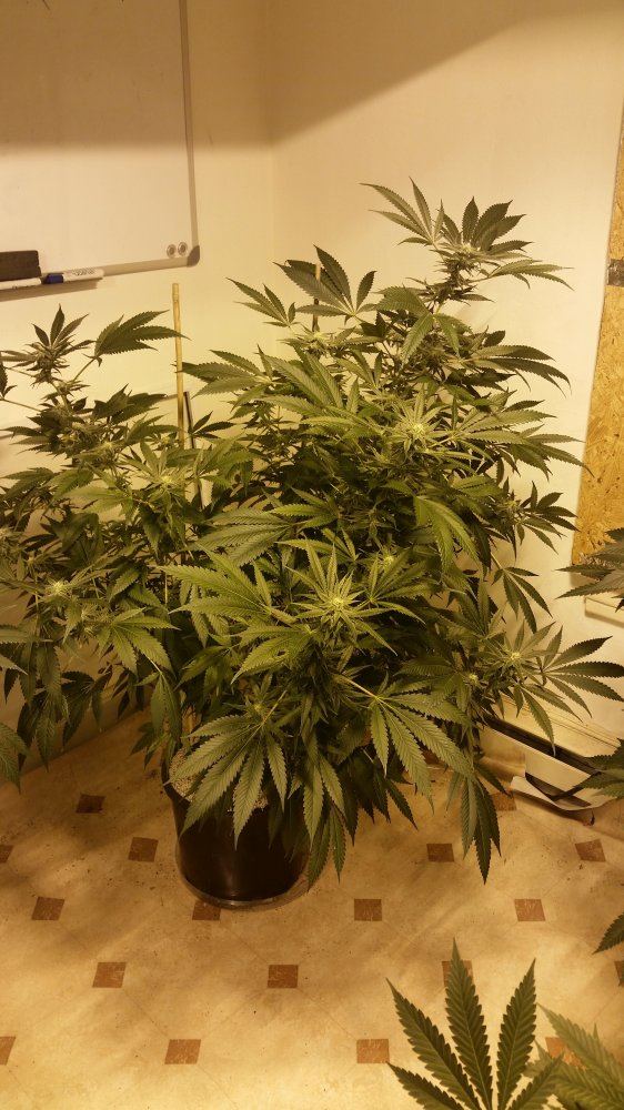 1440631582921