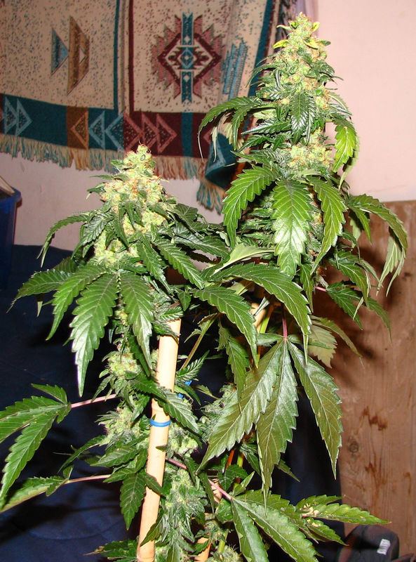 14494deepwreck 63dayplant