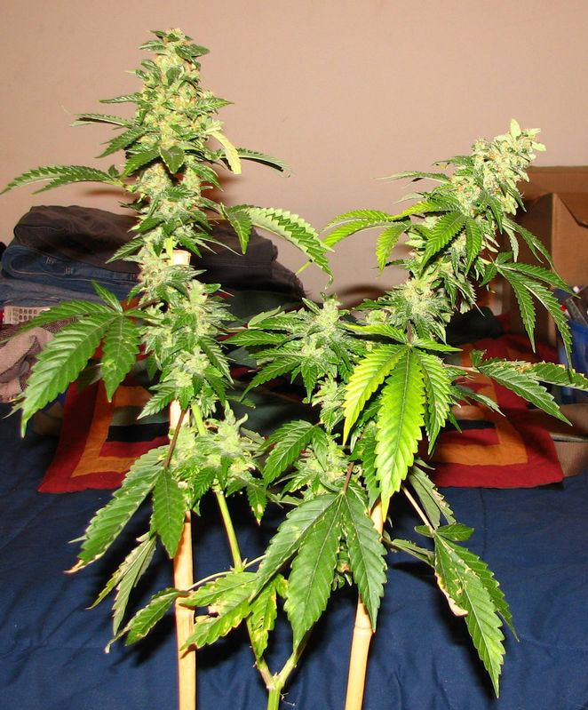 14494deepwreck 63dayplant3