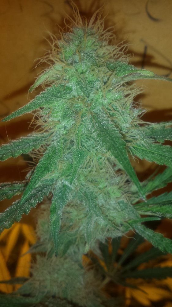 1451403776876