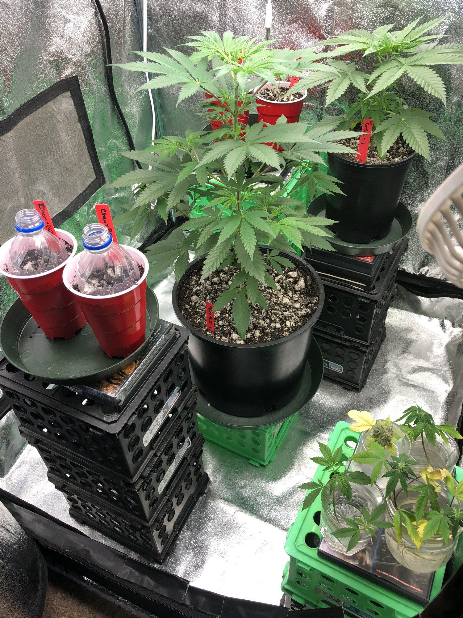 14686414 C872 41BF BCCC 56125455029D