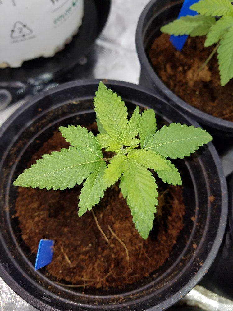 1489769664141296028788