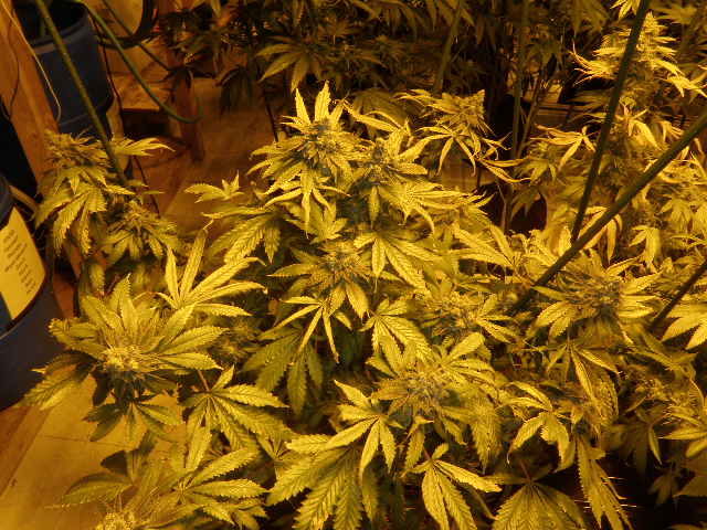 14ermeds0612 005