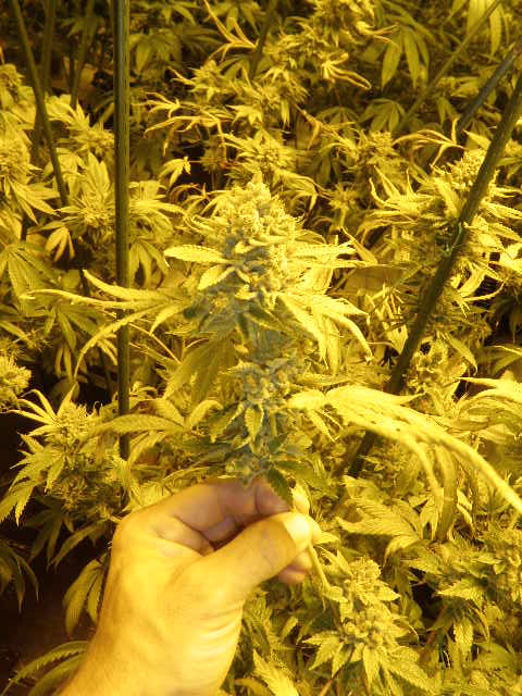 14ermeds0612 008