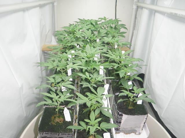 14ermeds0612 014