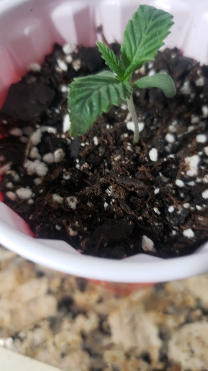 15   2 week old seedling with dying leaf tips i think i overwatered 3