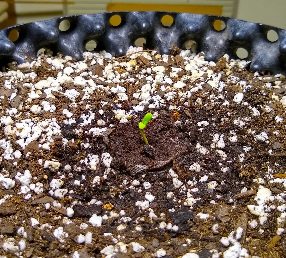 15 hours from sprout