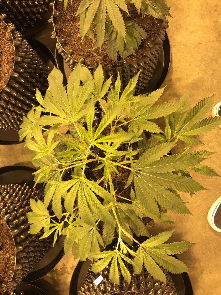 15 light gavita grow x2 3