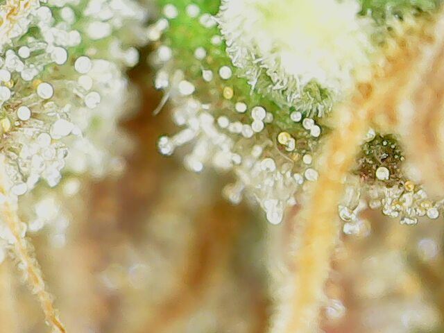 15 weeks in still growing pistils 7