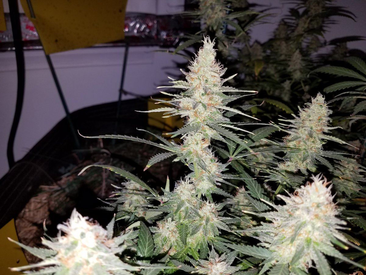 15013767844751585918672