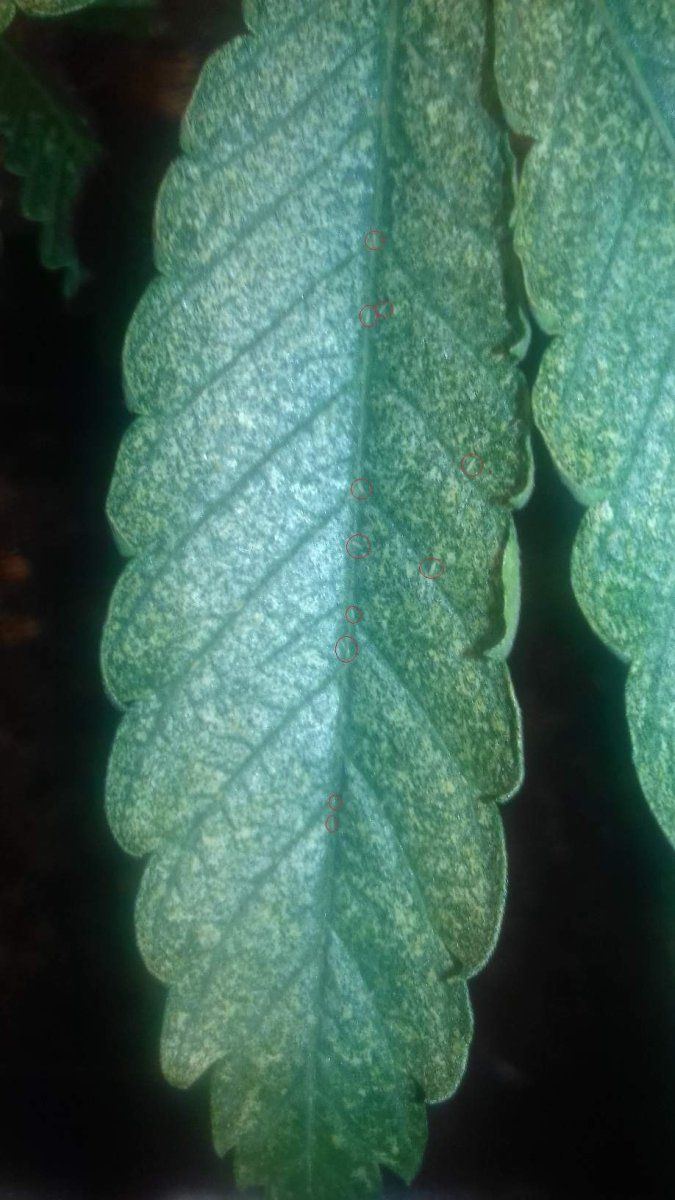150 thrips 2