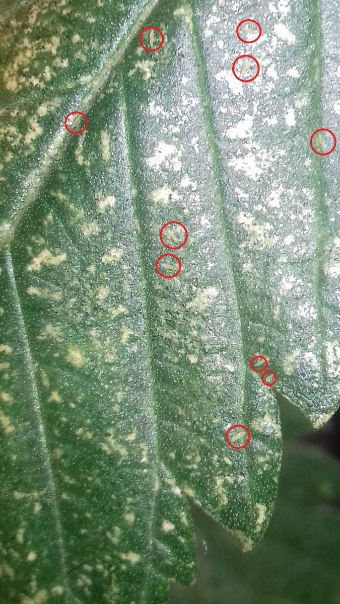150 thrips 3