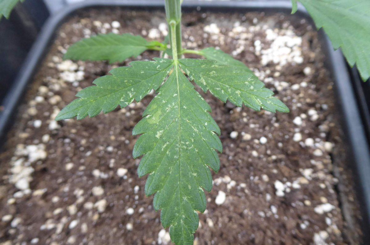 150 thrips