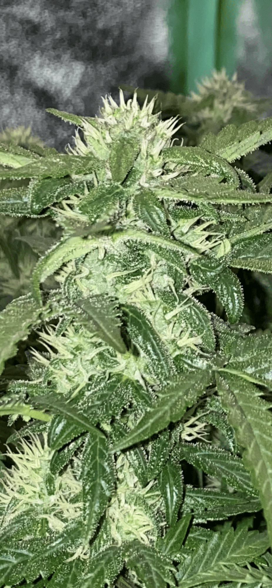 1582058417029
